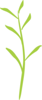 grünes Teeblatt png