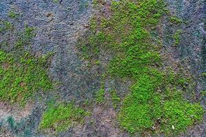 primer plano de una pared de cemento con musgo foto