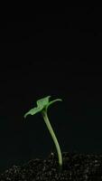 wachsend Pflanze steigend von Boden Vertikale Zeit Ablauf Video. video