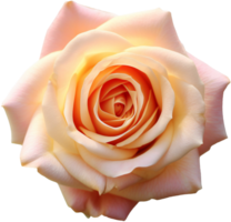 Rose png with AI generated.