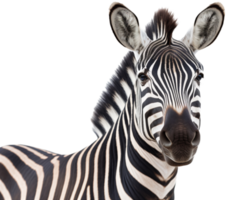 Zebra png with AI generated.
