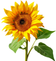 Sunflower png with AI generated.