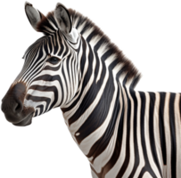 zebra png con ai generato.