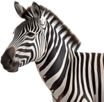 Zebra png with AI generated.