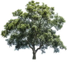 Tree png with AI generated.