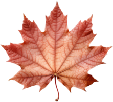 Maple leaf png with AI generated.