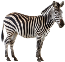 Zebra png with AI generated.