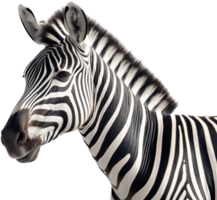 Zebra png with AI generated.