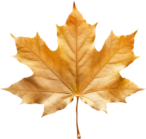 Maple leaf png with AI generated.