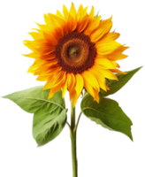 Sunflower png with AI generated.