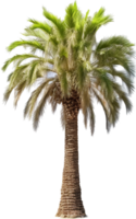 Palm tree png with AI generated.