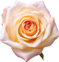 Rose png with AI generated.