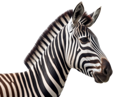 Zebra png mit ai generiert.