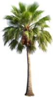 Palm tree png with AI generated.