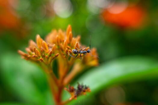 Macro of a flower against teal background with bokeh bubbles and light. Shallow depth of field and soft focus photo