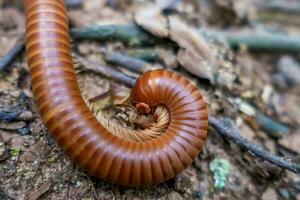 Atopochetus Tonkinbolus dolfusi millipede rainbow diplopoda photo