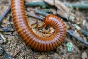 Atopochetus Tonkinbolus dolfusi millipede rainbow diplopoda photo