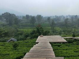 foto de un de madera puente en el medio de un té plantación