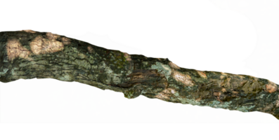 Old logs with moss. Forest tree elements png