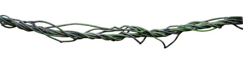 madera raíces arbusto frontera elemento png