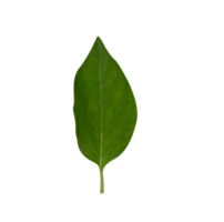basilika löv för matlagning krydda png