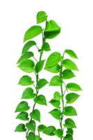 Creeping tropical leaves isolated element png