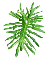 philodendron blad geïsoleerd. tropisch bloemen element png