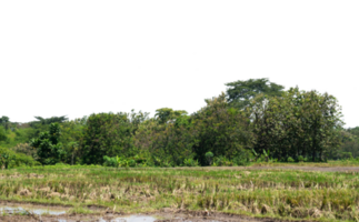 des arbres dans forêt avec blanc ciel isolé png