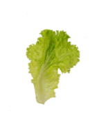 Pieces of fresh lettuce isolated png