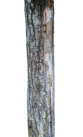 isolated old tree trunk element png