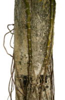 tree trunk isolated with roots png