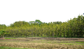 paysage forêt isolé. Extérieur conception élément png