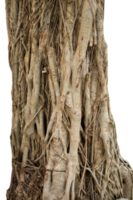 old plant rooted tree isolated png