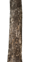 tree trunk isolated. natural design element png