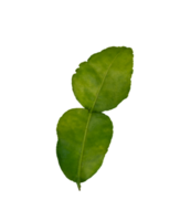 Lime leaf isolated element for spices and herbs png
