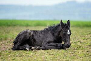 Black horse. A foal lies down on the grass photo