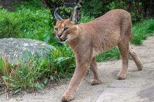 Portrait desert cats Caracal or African lynx with long tufted ears photo