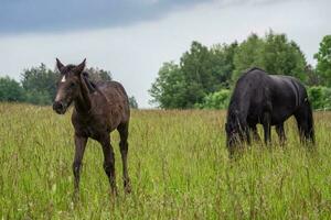 Friesian mare horse and foal on the meadow. Warlander, a cross between a Friesian and a Lusatian horse. photo