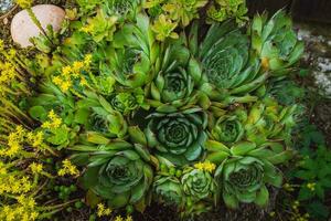 Colorful sempervivum - houseleek varieties sitting close together in the perennial alpine rock garden photo
