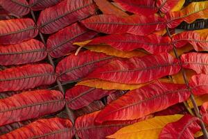 A closeup of the beautiful autumn leaves Rhus typhina, the staghorn sumac photo