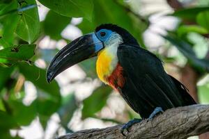 Channel-billed Toucan, Ramphastos vitellinus stands on the tree photo