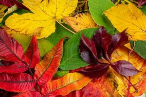 colección de hermosa otoño hojas foto