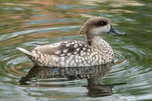 Marbled duck, or marbled Teal, Marmaronetta angustirostris, swimming on a lake. photo