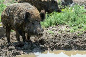 Wild boar on the edge of a muddy pond photo