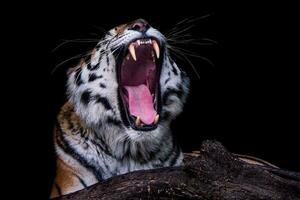 bostezando tigre. siberiano Tigre aislado en negro antecedentes. retrato de siberiano tigre, panthera tigris altaica foto