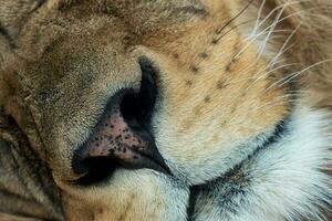 un de cerca ver de el leon hocico. panthera León León foto