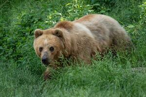 oso kamchatka en la hierba, ursus arctos beringianus foto