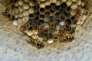 A macro of a small wasp nest photo