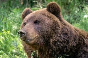 oso kamchatka en la hierba, ursus arctos beringianus foto