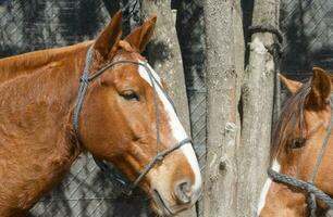 hermosa Doméstico caballos en el argentino campo foto